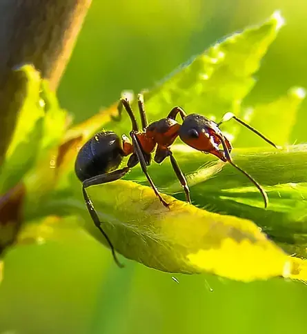 Ant
