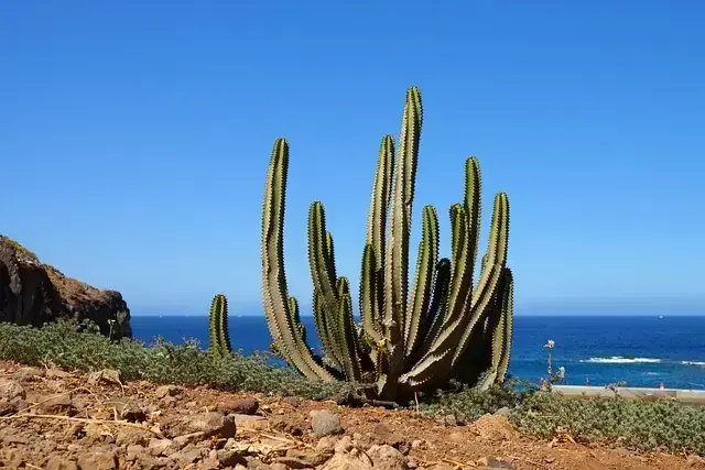 Cactus