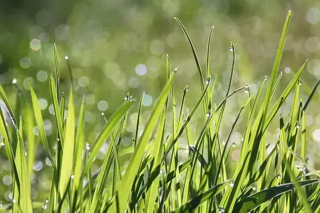 Grass
