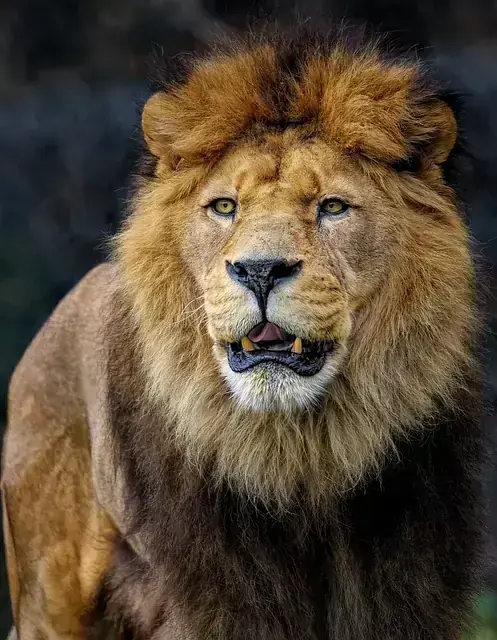 Lion