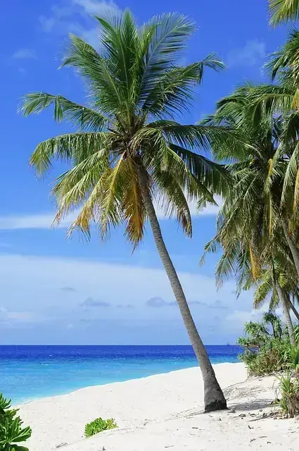 Palm Tree