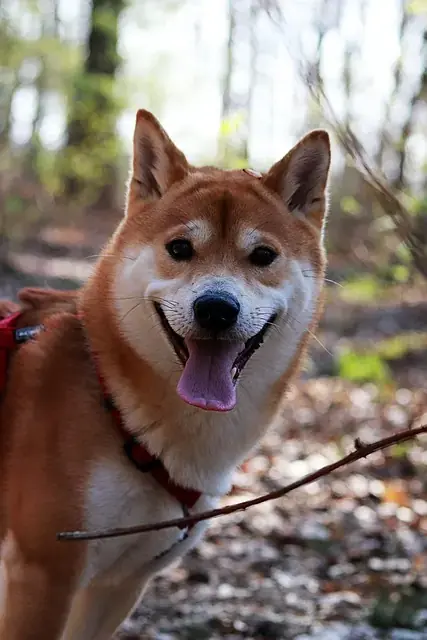 Shiba Inu