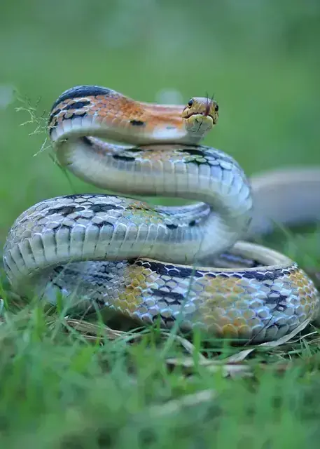Snake